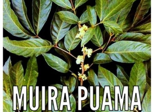 Muira Puama là gì? có tác dụng gì đối với sức khỏe?